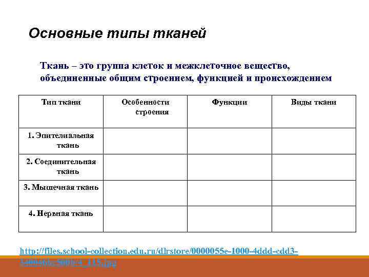 Основные типы тканей Ткань – это группа клеток и межклеточное вещество, объединенные общим строением,