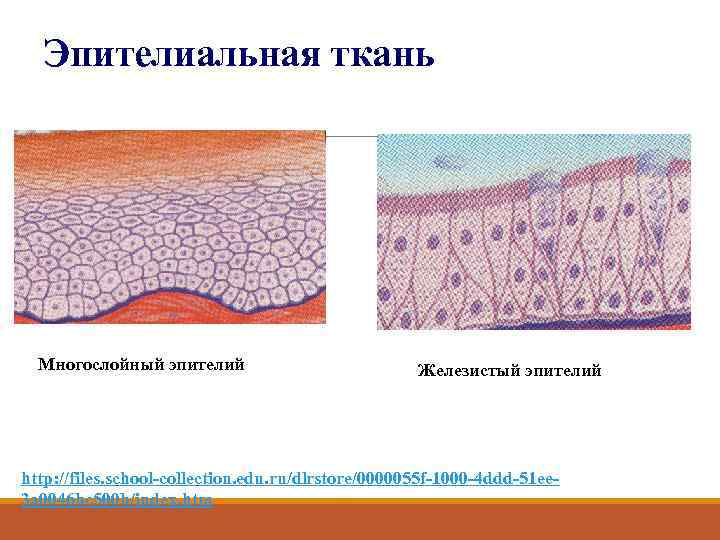 Рисунок покровный эпителий