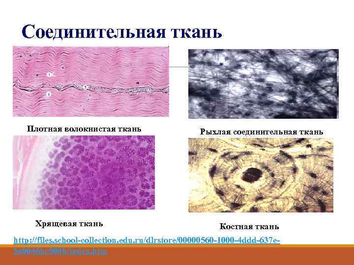 Сухожилия образованы из ткани