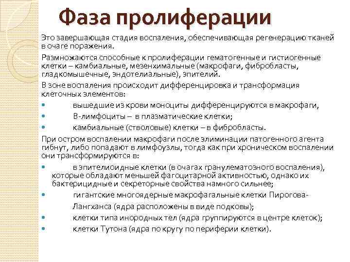 Фаза пролиферации Это завершающая стадия воспаления, обеспечивающая регенерацию тканей в очаге поражения. Размножаются способные