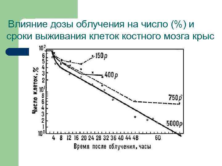 Влияние дозы облучения на число (%) и сроки выживания клеток костного мозга крыс 
