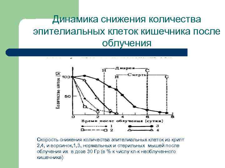 Динамика снижения количества эпителиальных клеток кишечника после облучения Скорость снижения количества эпителиальных клеток из