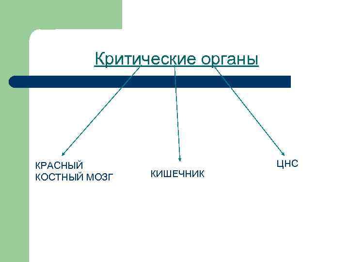 Критические органы КРАСНЫЙ КОСТНЫЙ МОЗГ КИШЕЧНИК ЦНС 
