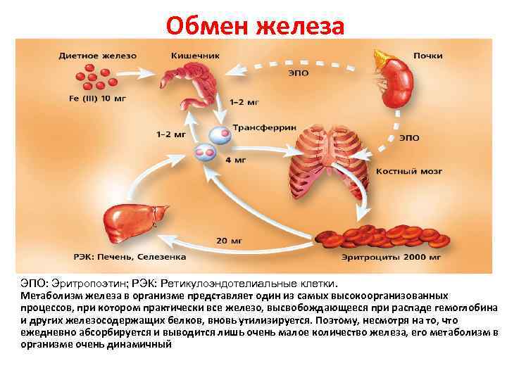 Обмен железа ЭПО: Эритропоэтин; РЭК: Ретикулоэндотелиальные клетки. Метаболизм железа в организме представляет один из