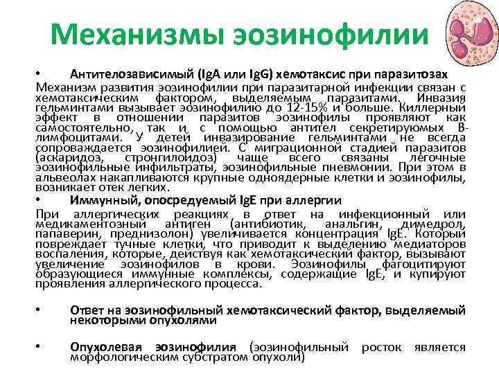 Механизмы эозинофилии • Антителозависимый (Ig. A или Ig. G) хемотаксис при паразитозах Механизм развития