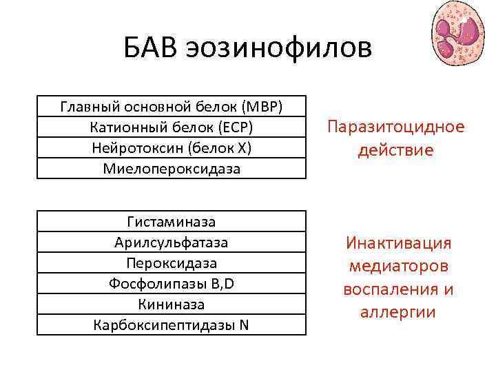 БАВ эозинофилов Главный основной белок (MBP) Катионный белок (ECP) Нейротоксин (белок Х) Миелопероксидаза Паразитоцидное