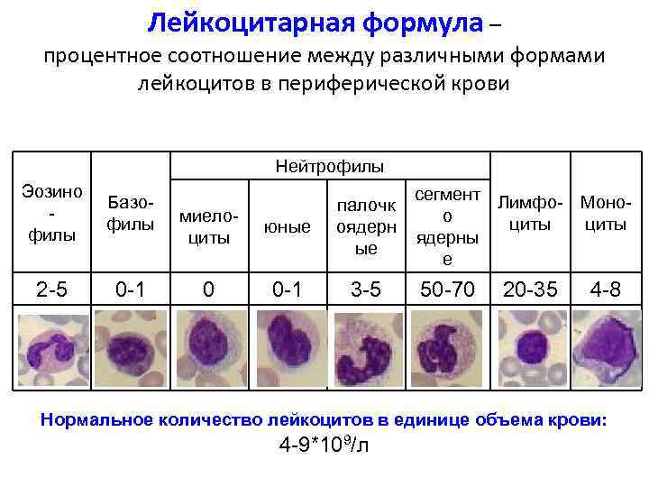 Лейкоцитарная формула – процентное соотношение между различными формами лейкоцитов в периферической крови Нейтрофилы Эозино