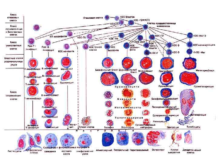 Схема кроветворения 