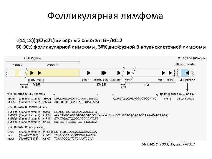 Фолликулярная лимфома t(14; 18)(q 32; q 21) химерный онкоген IGH/BCL 2 80 -90% фолликулярной