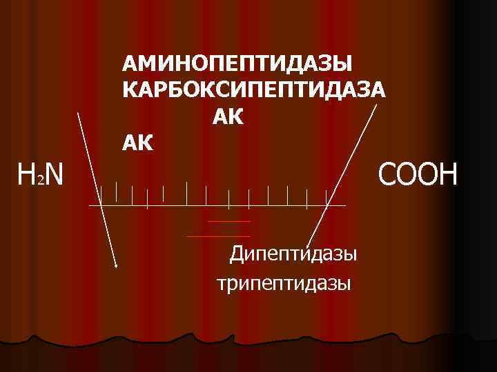 Н 2 N АМИНОПЕПТИДАЗЫ КАРБОКСИПЕПТИДАЗА АК АК СООН Дипептидазы трипептидазы 