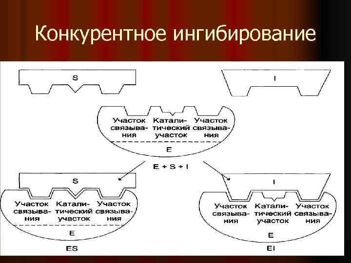 Конкурентное ингибирование 