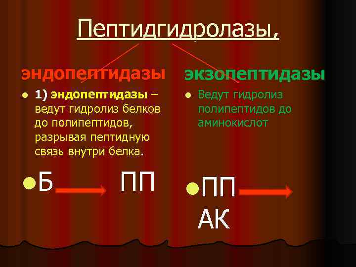 Пептидгидролазы, эндопептидазы l 1) эндопептидазы – ведут гидролиз белков до полипептидов, разрывая пептидную связь