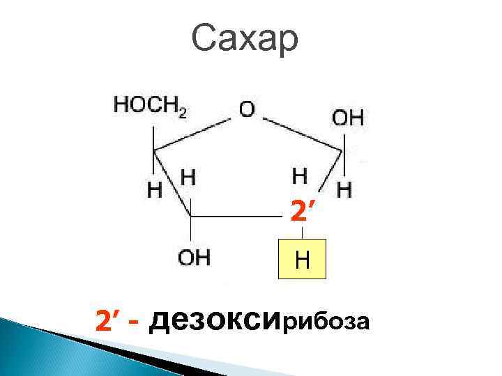 Рибоза 2 дезоксирибоза