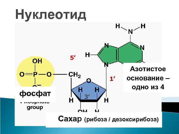 Рибоза в составе нуклеотида. Парные нуклеотиды. Строение нуклеотида. Азотистые основания нуклеотидов. Структура нуклеотида.