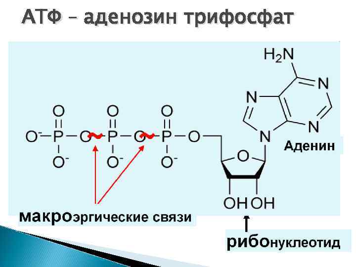 АТФ – аденозин трифосфат 