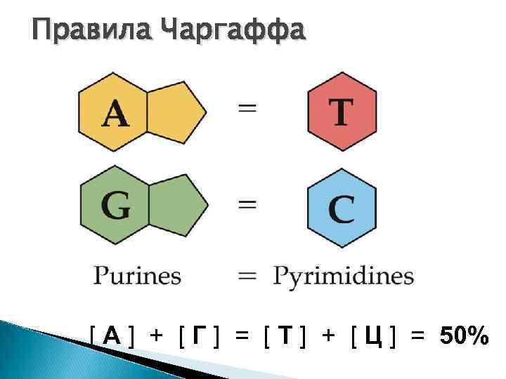 Правила Чаргаффа [ А ] + [ Г ] = [ Т ] +