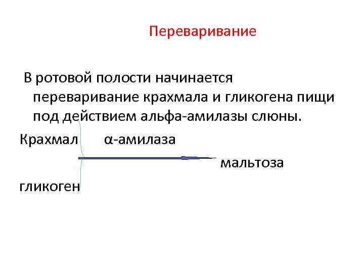Переваривание В ротовой полости начинается переваривание крахмала и гликогена пищи под действием альфа-амилазы слюны.