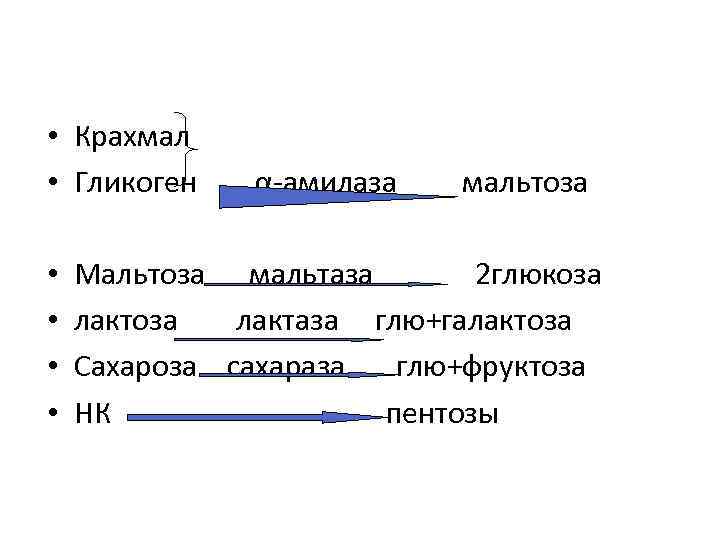  • Крахмал • Гликоген • • α-амилаза мальтоза Мальтоза мальтаза 2 глюкоза лактаза