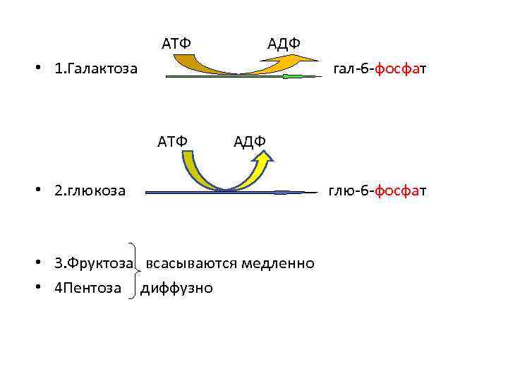 АТФ АДФ • 1. Галактоза гал-6 -фосфат АТФ АДФ • 2. глюкоза • 3.