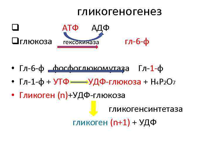 Гликогенез это. Гликогенез биохимия. Гликогенез биохимия реакции. Гликогенез химизм реакции. Этапы гликогенеза.