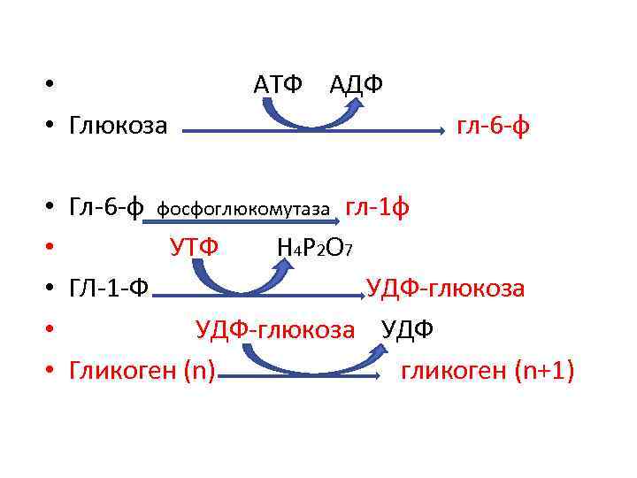  • • Глюкоза АТФ АДФ гл-6 -ф • Гл-6 -ф фосфоглюкомутаза гл-1 ф