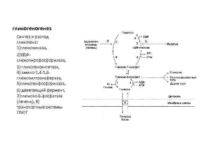 гликогенез Синтез и распад гликогена: 1)глюкокиназа, 2)УДФглюкопирофосфорилаза, 3) гликогенсинтетаза, 4) амило-1, 4 -1, 6