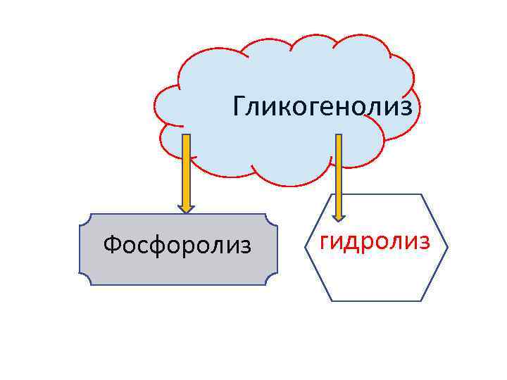 Гликогенолиз Фосфоролиз гидролиз 
