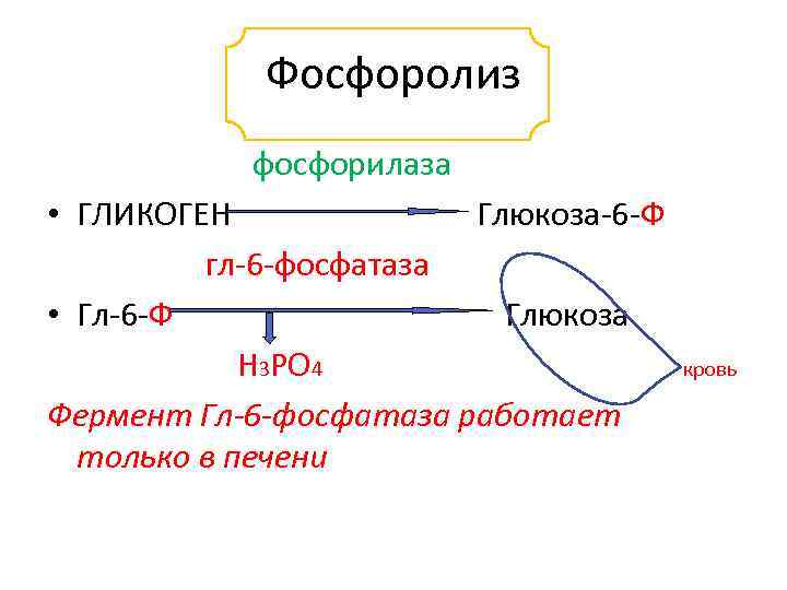 Фосфоролиз фосфорилаза • ГЛИКОГЕН Глюкоза-6 -Ф гл-6 -фосфатаза • Гл-6 -Ф Глюкоза Н 3