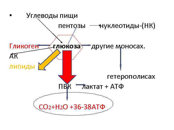  • Углеводы пищи пентозы Гликоген АК липиды глюкоза ПВК нуклеотиды-(НК) другие моносах. гетерополисах