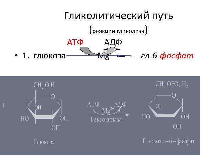 Гликолитический путь (реакции гликолиза) АТФ • 1. глюкоза АДФ Мg гл-6 -фосфат 