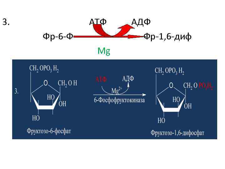 3. АТФ Фр-6 -Ф Mg АДФ Фр-1, 6 -диф 