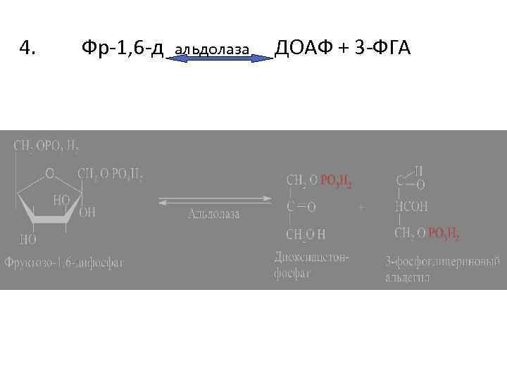 4. Фр-1, 6 -д альдолаза ДОАФ + 3 -ФГА 