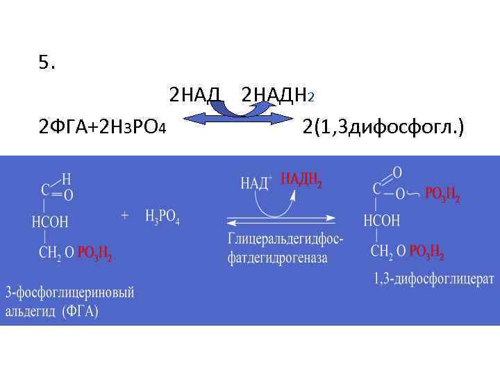5. 2 НАДН 2 2 ФГА+2 Н 3 РО 4 2(1, 3 дифосфогл. )