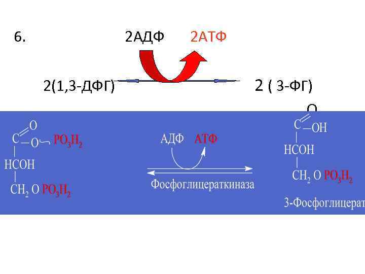 6. 2 АДФ 2(1, 3 -ДФГ) 2 АТФ 2 ( 3 -ФГ) О 