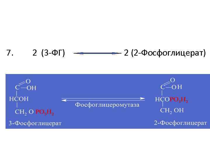 7. 2 (3 -ФГ) 2 (2 -Фосфоглицерат) 