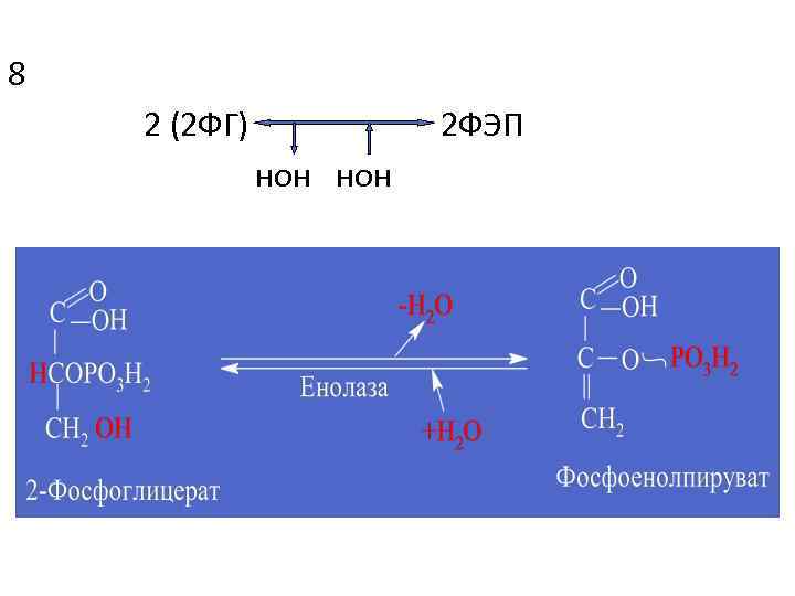 8 2 (2 ФГ) 2 ФЭП нон 