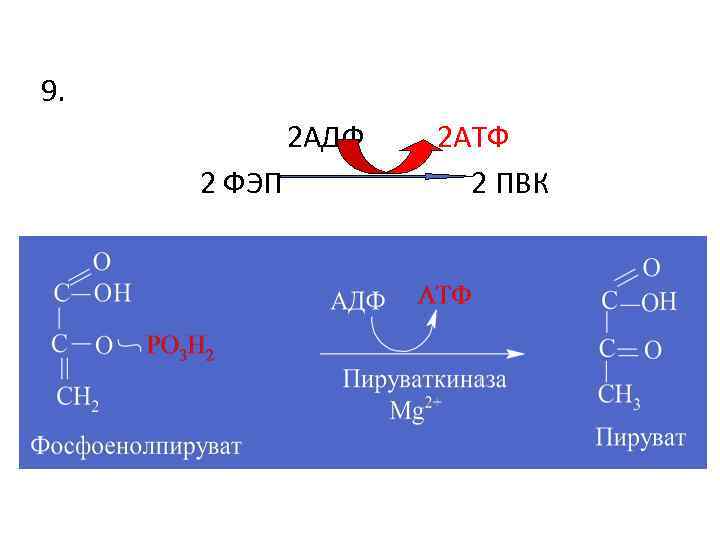 9. 2 АДФ 2 ФЭП 2 АТФ 2 ПВК 