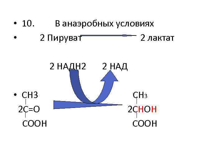  • 10. В анаэробных условиях • 2 Пируват 2 лактат 2 НАДН 2