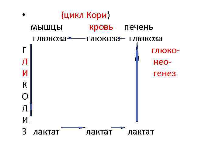 (цикл Кори) мышцы кровь печень глюкоза Г глюко. Л нео. И генез К О