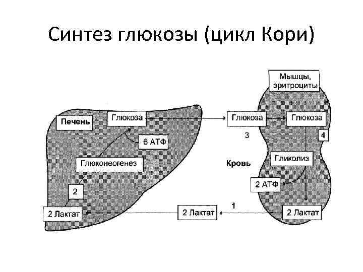 Синтез глюкозы (цикл Кори) 