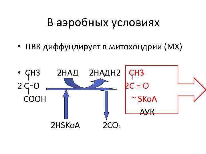 В аэробных условиях • ПВК диффундирует в митохондрии (МХ) • СН 3 2 С=О