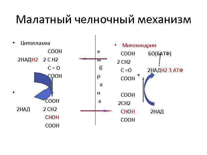 Малатный челночный механизм • Цитоплазма СООН 2 НАДН 2 2 С Н 2 С=О
