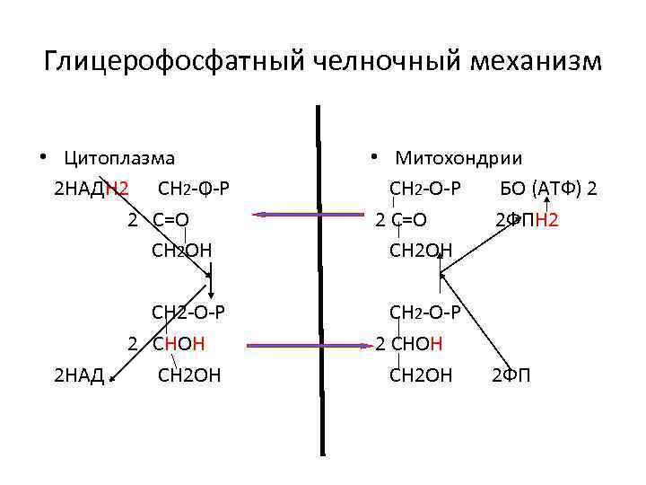 Глицерофосфатный челночный механизм • Цитоплазма 2 НАДН 2 СН 2 -О-Р 2 С=О СН