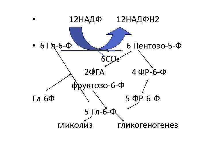  • 12 НАДФ • 6 Гл-6 -Ф 12 НАДФН 2 6 Пентозо-5 -Ф