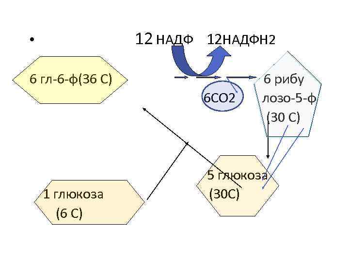 12 НАДФ 12 НАДФН 2 • 6 гл-6 -ф(36 С) 6 СО 2 1
