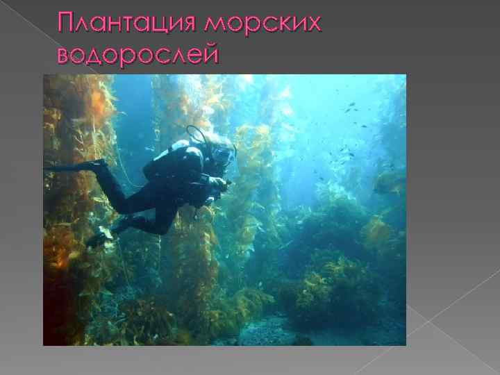 Плантация морских водорослей 