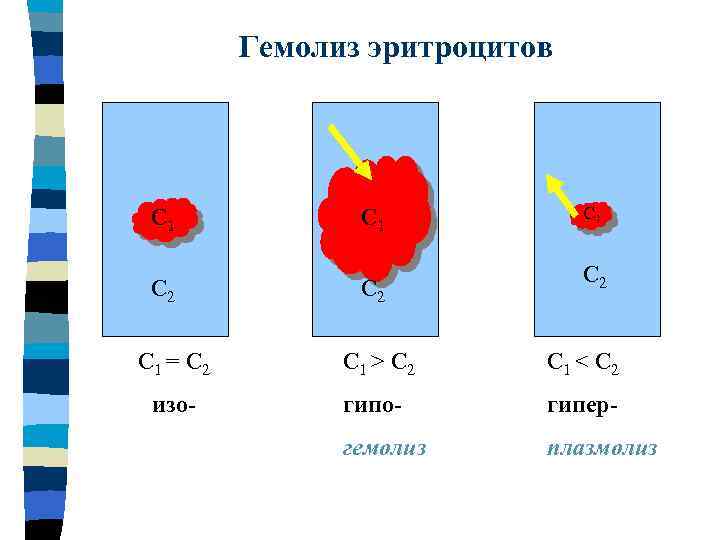 Гемолиз эритроцитов С 1 С 2 С 1 = С 2 С 1 >