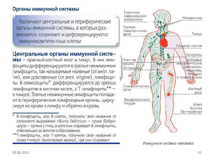 Иммунная система человека какие органы. Иммунная система человека строение и функции таблица. Органы иммунной системы кратко таблица. Центральные органы иммунной системы человека таблица. Функция иммунной системы. Органы системы иммунитета человека..