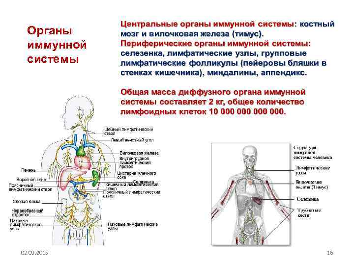 Схема демонстрирующая расположение центральных и периферических органов иммунитета