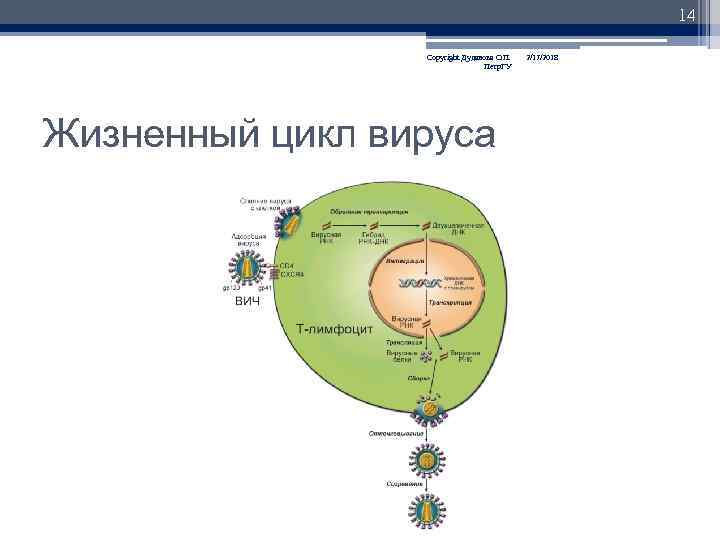 14 Copyright Дуданова О. П. Петр. ГУ Жизненный цикл вируса 2/17/2018 